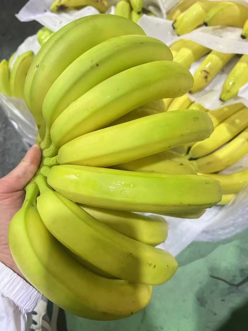 小米蕉香蕉菲律宾进口二黄蕉大量供应提供售后保障