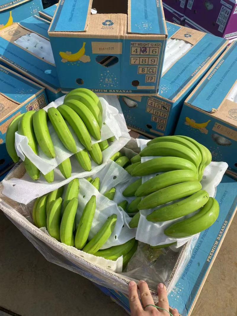 小米蕉香蕉菲律宾进口二黄蕉大量供应提供售后保障
