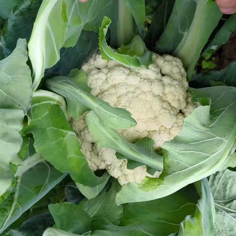 台松60天青梗松花菜种子早熟白花球耐热耐湿大田基地