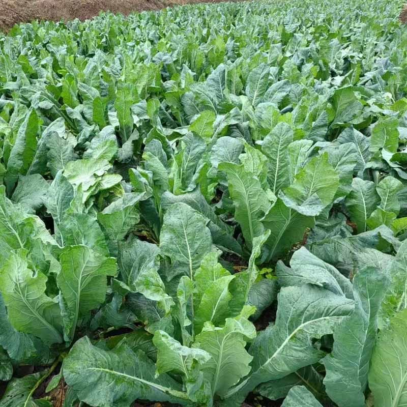 台松60天青梗松花菜种子早熟白花球耐热耐湿大田基地