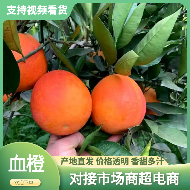 血橙四川血橙大量供应皮薄多汁对接市场电商