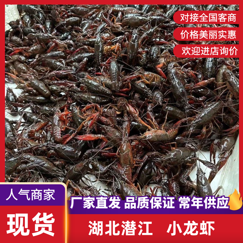 湖北小龙虾鲜活发货，当天捕捞，量大可优惠，视频看货