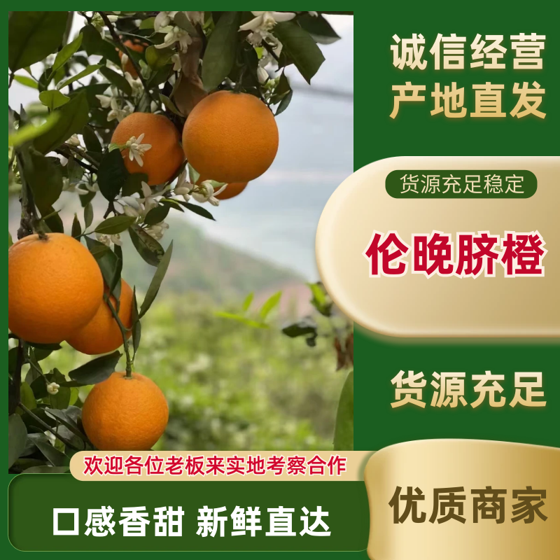 湖北宜昌伦晚脐橙产地一手，新鲜货源视频看货，对接全国