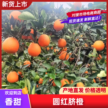 湖北宜昌圆红橙产地一手，新鲜货源视频看货，对接全国