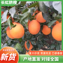湖北宜昌长红冰糖橙产地一手，新鲜货源视频看货，对接全国