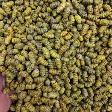 铁皮石斛枫斗紫皮石斛枫斗铁皮石斛打粉条大量现货出售
