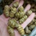 铁皮石斛枫斗紫皮石斛枫斗铁皮石斛打粉条大量现货出售