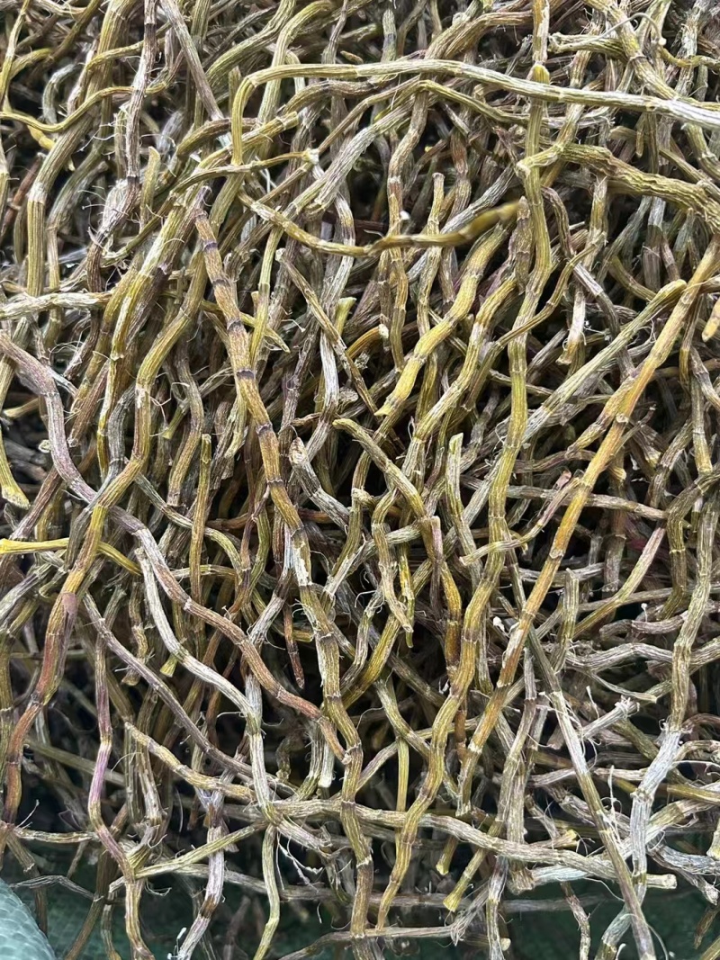 铁皮石斛枫斗紫皮石斛枫斗铁皮石斛打粉条大量现货出售