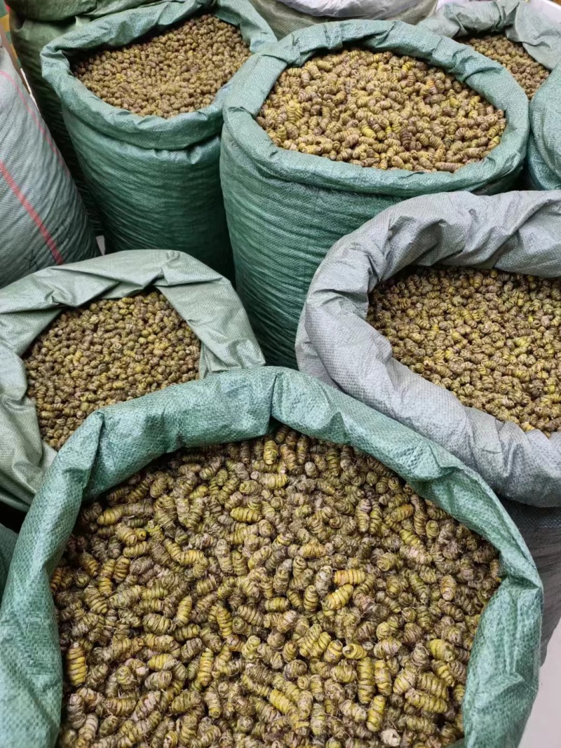 铁皮石斛枫斗紫皮石斛枫斗铁皮石斛打粉条大量现货出售