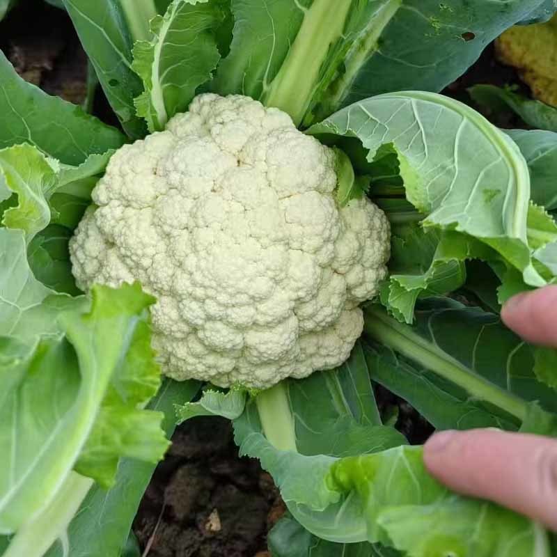 台松70天松花菜种子青梗白花10克早熟耐热抗病