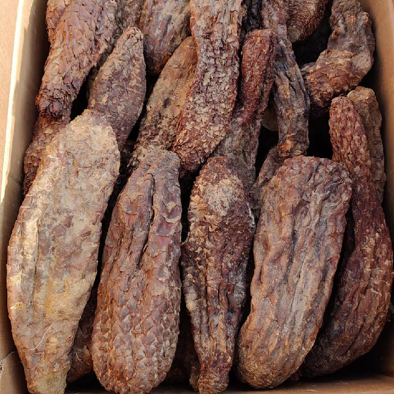 新疆肉苁蓉大芸干货泡茶泡水料沙漠人参硬质短条新货包邮批发