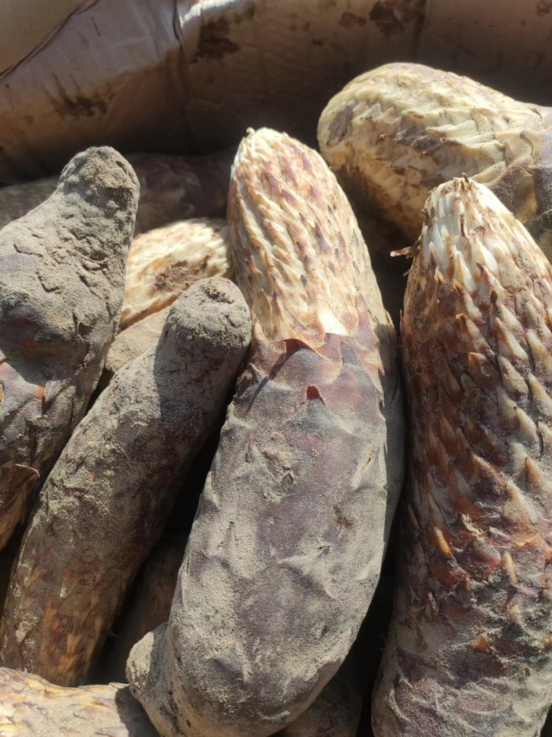 新疆肉苁蓉大芸干货泡茶泡水料沙漠人参硬质短条新货包邮批发