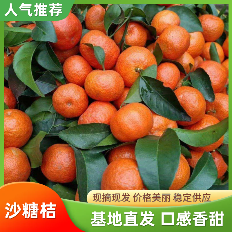 沙糖桔，小叶桔，叶桔，皮薄肉厚，口感纯甜化渣