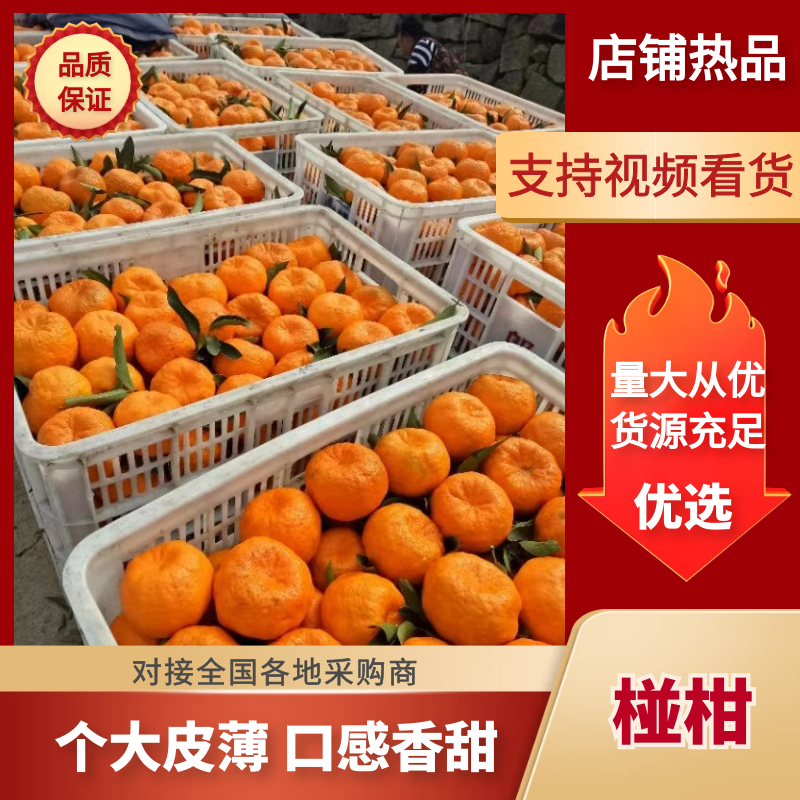 【椪柑】椪柑又称芦柑，口感纯甜，质量保证，一手货源