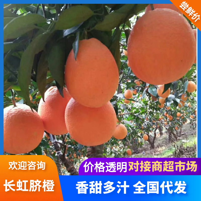 长虹脐橙，大量供货，保质保量，产地一手货源，货源充