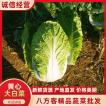精品黄心大白菜河南南阳蔬菜基地直发资深代办欢迎电联