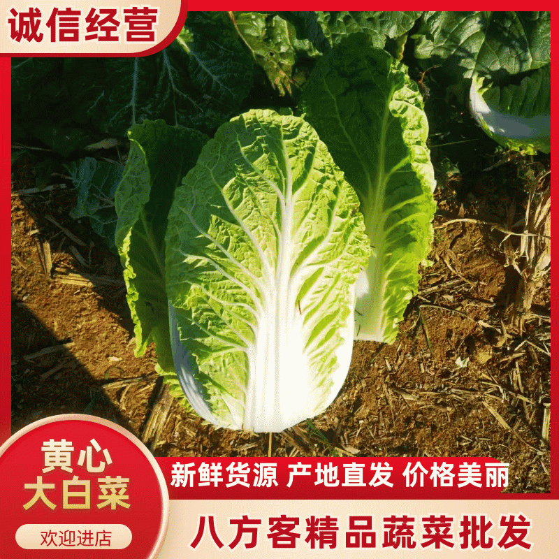精品黄心大白菜河南南阳蔬菜基地直发资深代办欢迎电联