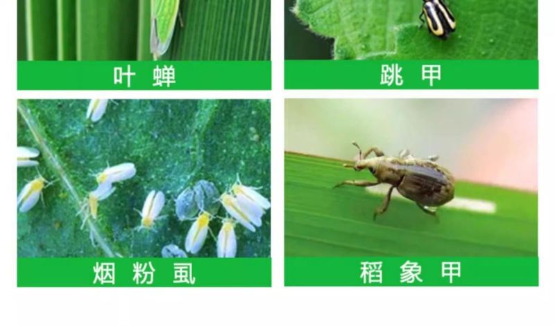 正品沪联70%吡虫啉爱美乐比虫灵蚜虫蔬菜杀虫剂农药