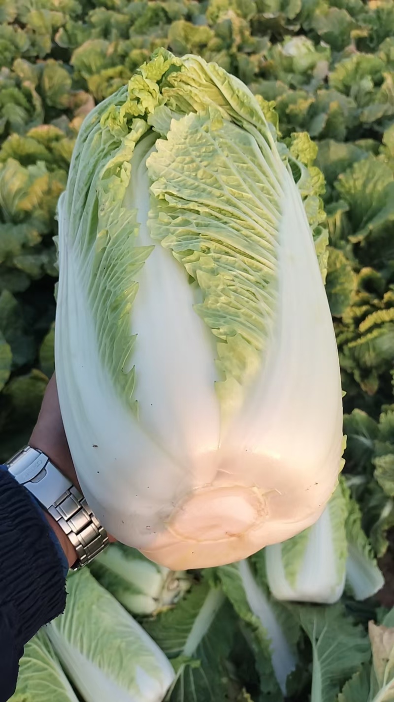 黄心白菜团队协助装车按需包装进店联系