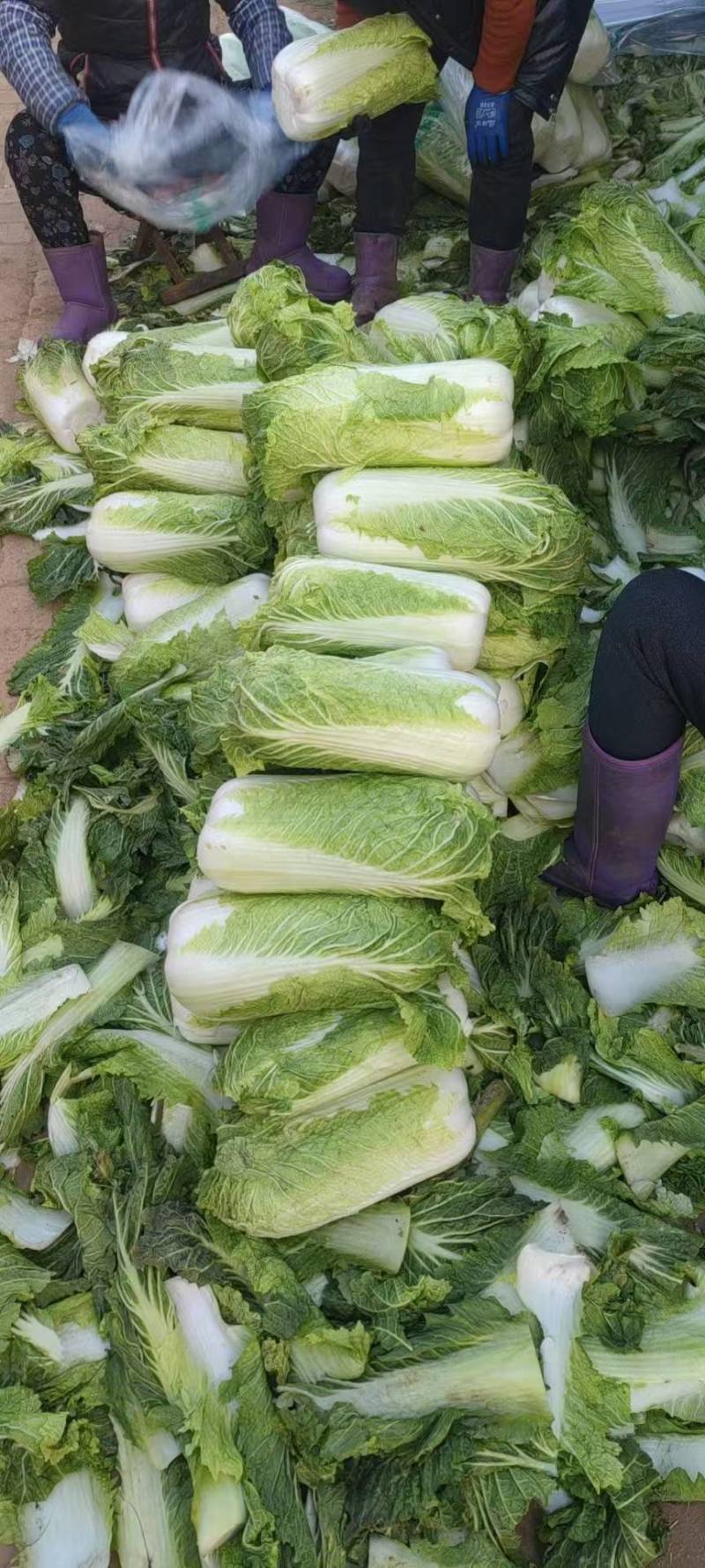 黄心白菜团队协助装车按需包装进店联系