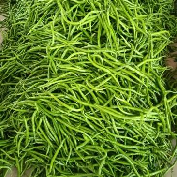 线椒陕西线椒鲜辣椒大量上市产地直发一手货源量大价优