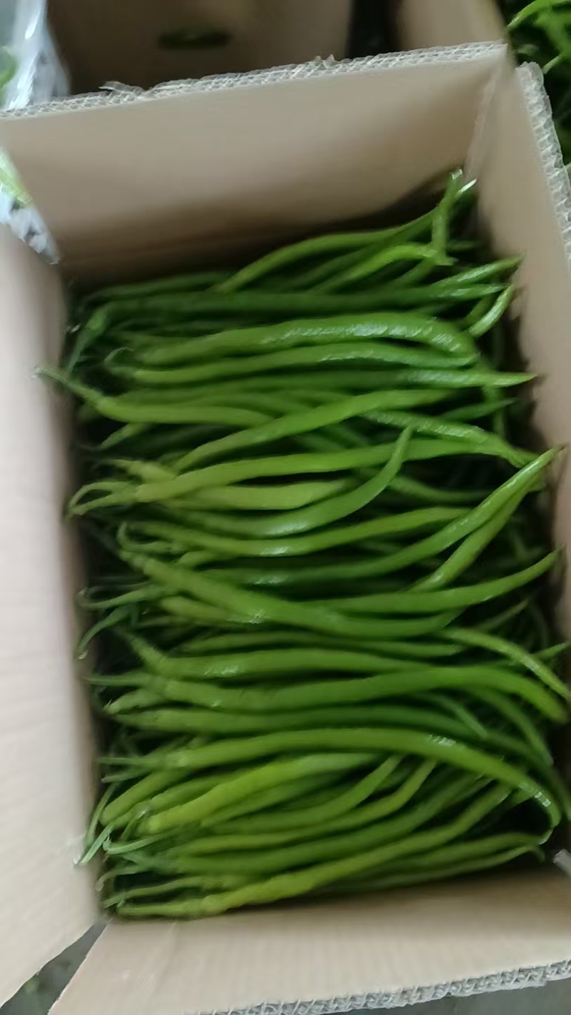 线椒陕西线椒鲜辣椒大量上市产地直发一手货源量大价优