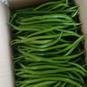 陕西辣椒/线椒/产地直发/量大价优/可视频看货/欢迎致电