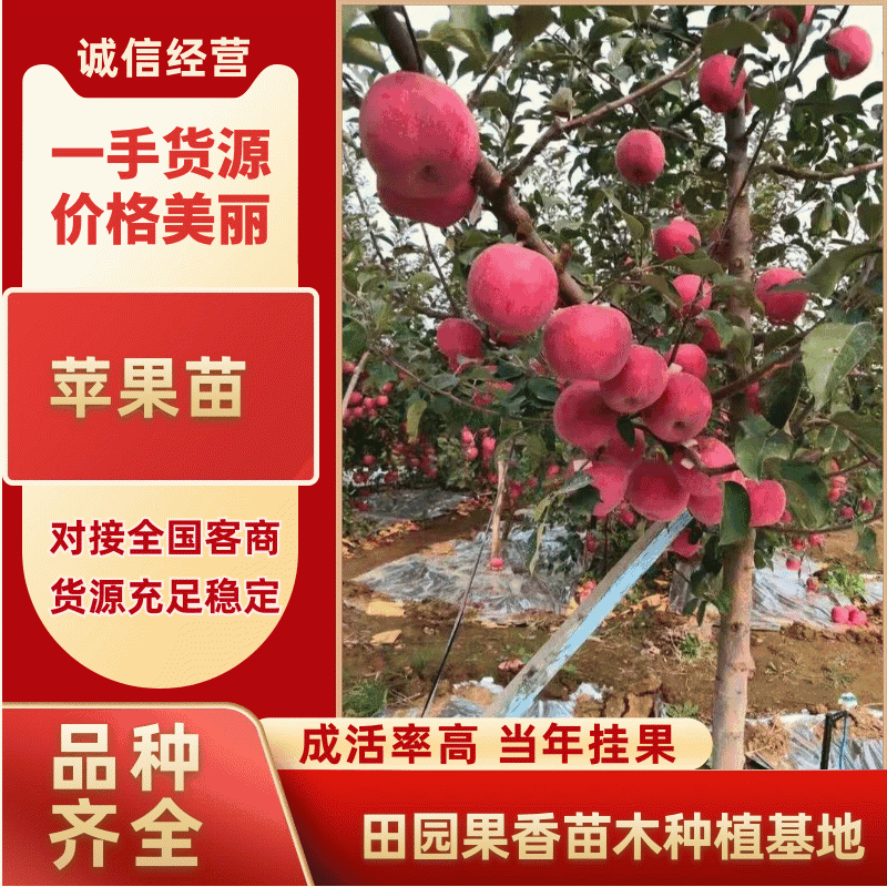 冰糖心苹果苗质量好价格低包纯度死苗补发品种多