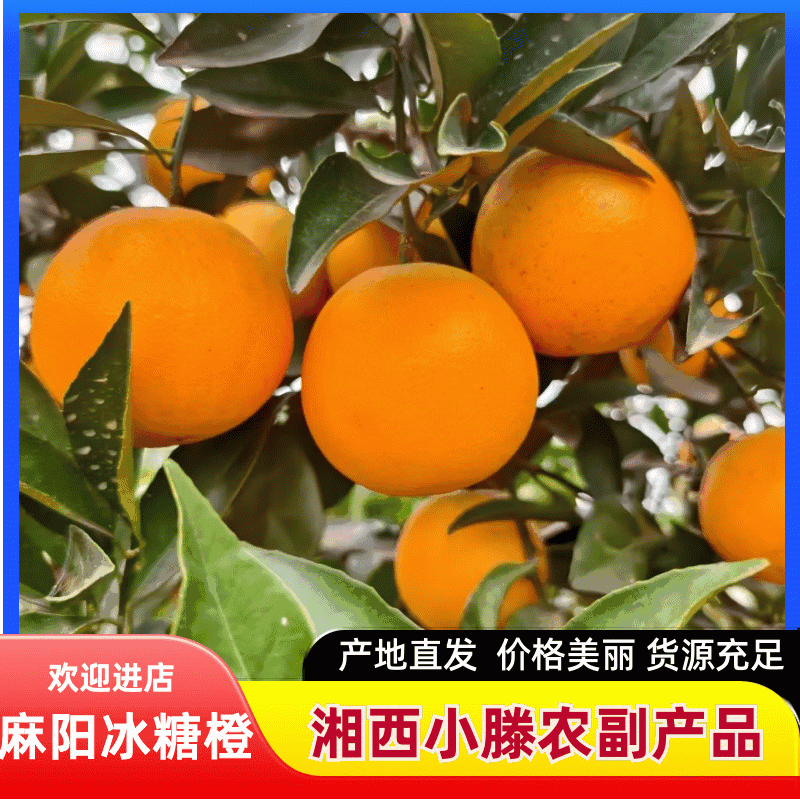 冰糖橙/量大发货专业代收代发冰糖橙质量保证/对接全国