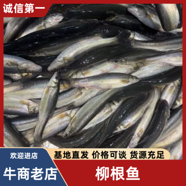 柳根鱼辽宁柳根放钓淡水鱼量大从优价格美丽欢迎下单