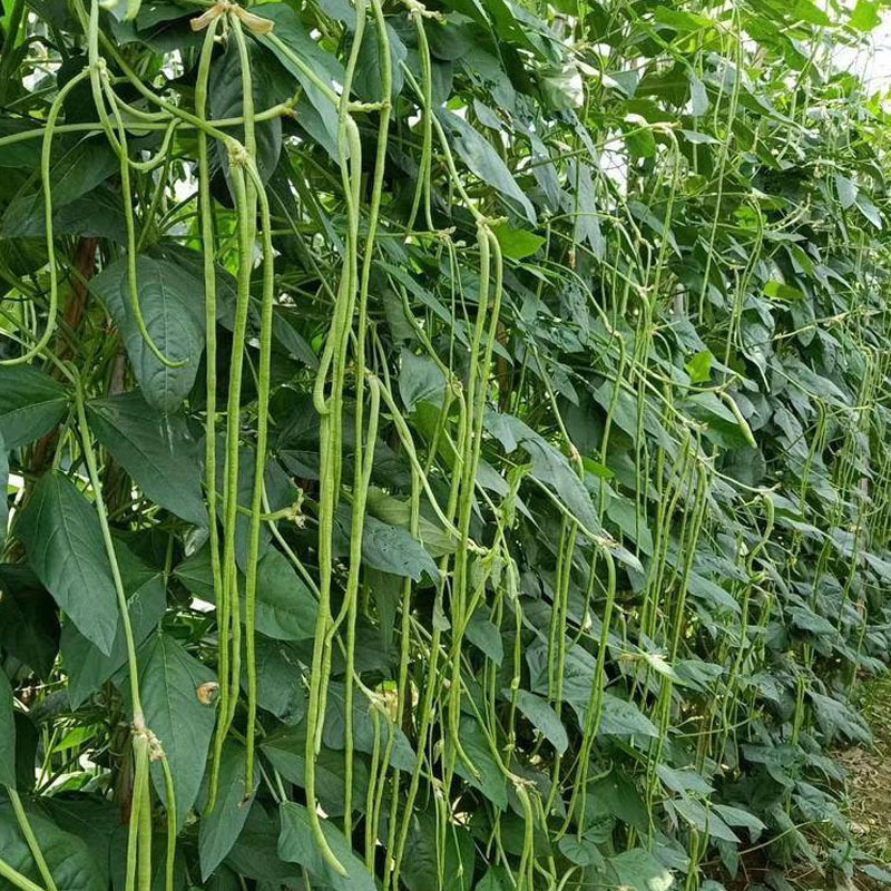 八号豇豆种子长豆角中早熟结荚多采收期长无鼠尾肉厚