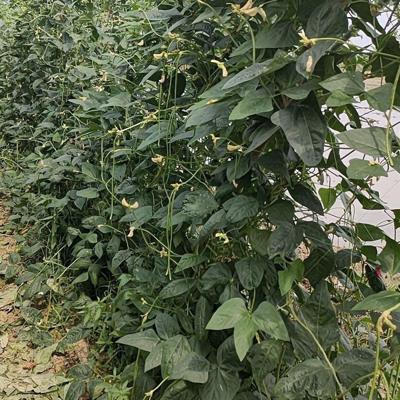 八号豇豆种子长豆角中早熟结荚多采收期长无鼠尾肉厚