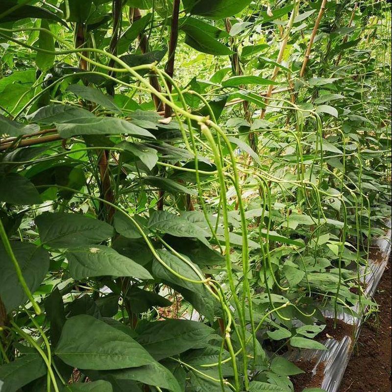 一路发豇豆种子长豆角早熟耐低温高温双荚多翠绿色