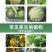 农用世达高浓度苯醚甲环唑西瓜炭疽病柠檬树树脂病农药杀菌