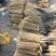 铁棍山药产地直发一手货源量大价优对接全国客商欢迎致电咨询