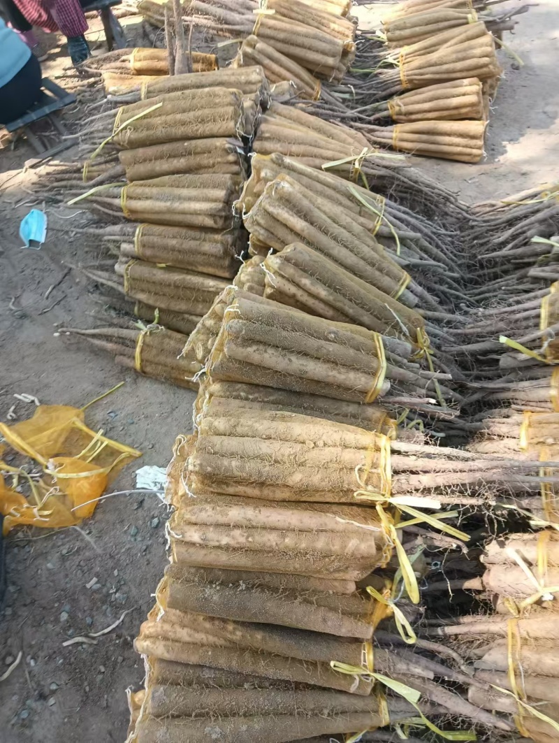 铁棍山药产地直发一手货源量大价优对接全国客商欢迎致电咨询