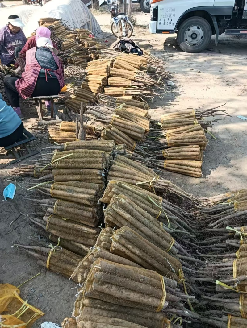 铁棍山药产地直发一手货源量大价优对接全国客商欢迎致电咨询