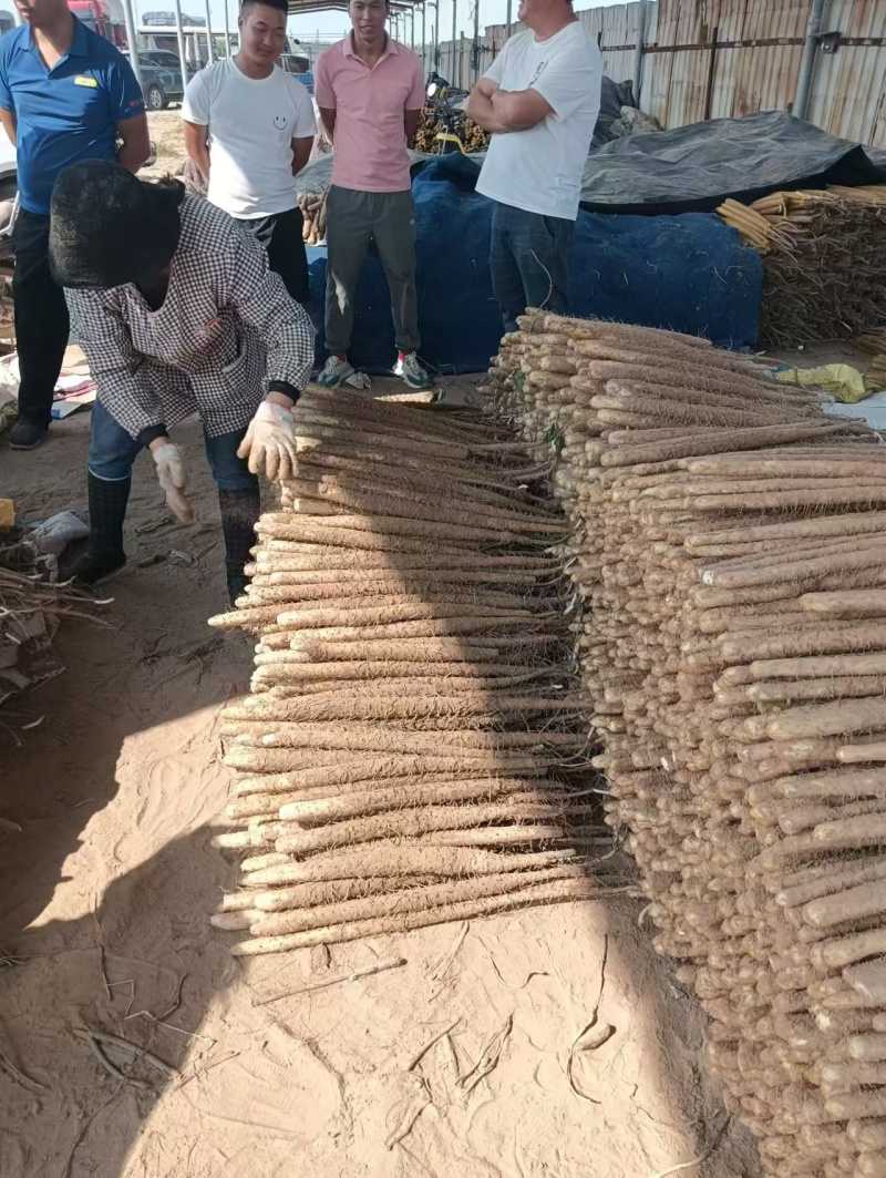铁棍山药产地直发一手货源量大价优对接全国客商欢迎致电咨询