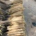 河北山药铁棍山药产地直发量大价优货源稳定质量保证欢迎