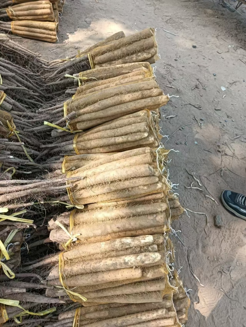 河北山药铁棍山药产地直发量大价优货源稳定质量保证欢迎