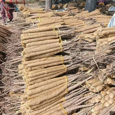 河北山药铁棍山药产地直发量大价优货源稳定质量保证欢迎