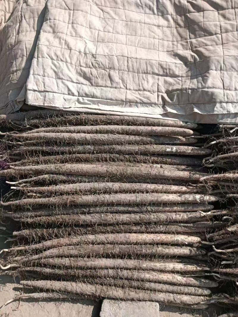 河北山药铁棍山药产地直发量大价优货源稳定质量保证欢迎