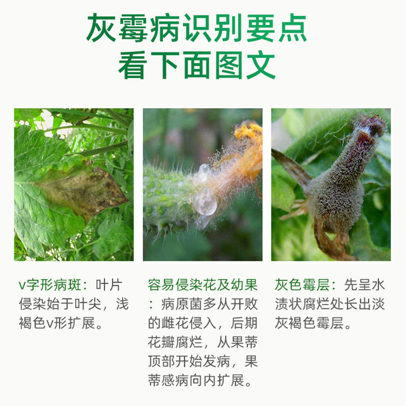 农用灰飞高浓度嘧霉胺密霉胺农药黄瓜灰霉病杀菌剂正品批发