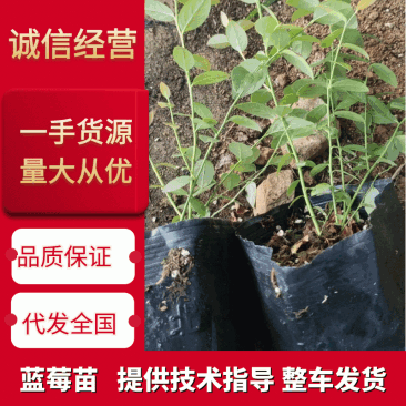 北陆蓝莓苗新品种L25、F6、L11钵苗地栽苗大量有货