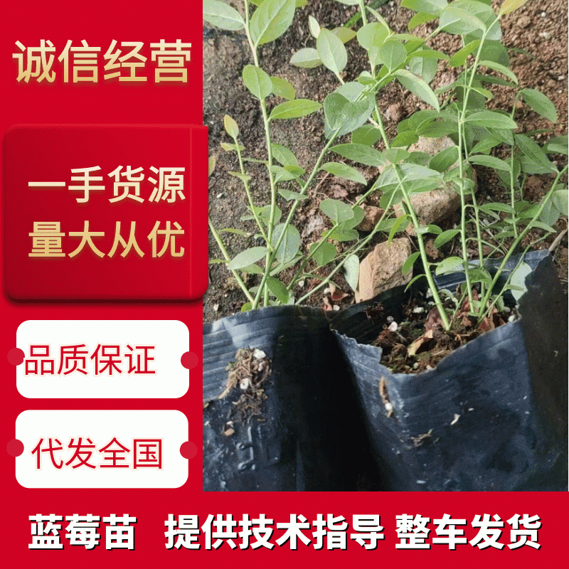 北陆蓝莓苗新品种L25、F6、L11钵苗地栽苗大量有货