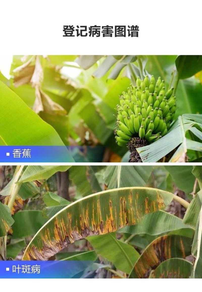 沪联翠靓25%高含苯甲吡唑酯农用香蕉叶斑病炭疽病杀菌剂