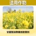 帆邦油瓜瓜烯草酮草除灵氨氯二氯吡油菜地苗后除草剂多效合一