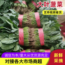 精品菠菜电商直供，适合走市场，超市，等电商等