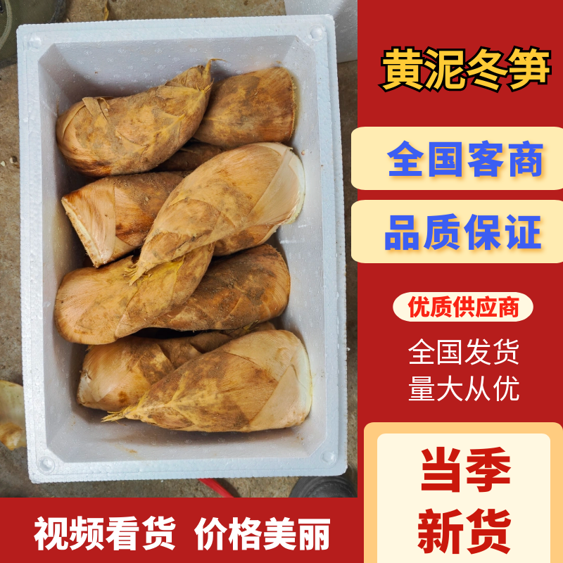 福建精品黄泥冬笋，产地直发，品质保证，量大从优
