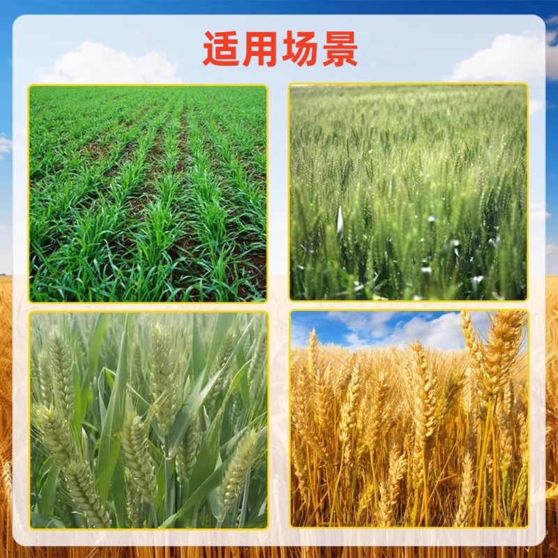 亿禾康麦黄金小麦高产微量元素水溶肥促生根壮减少秕子正品
